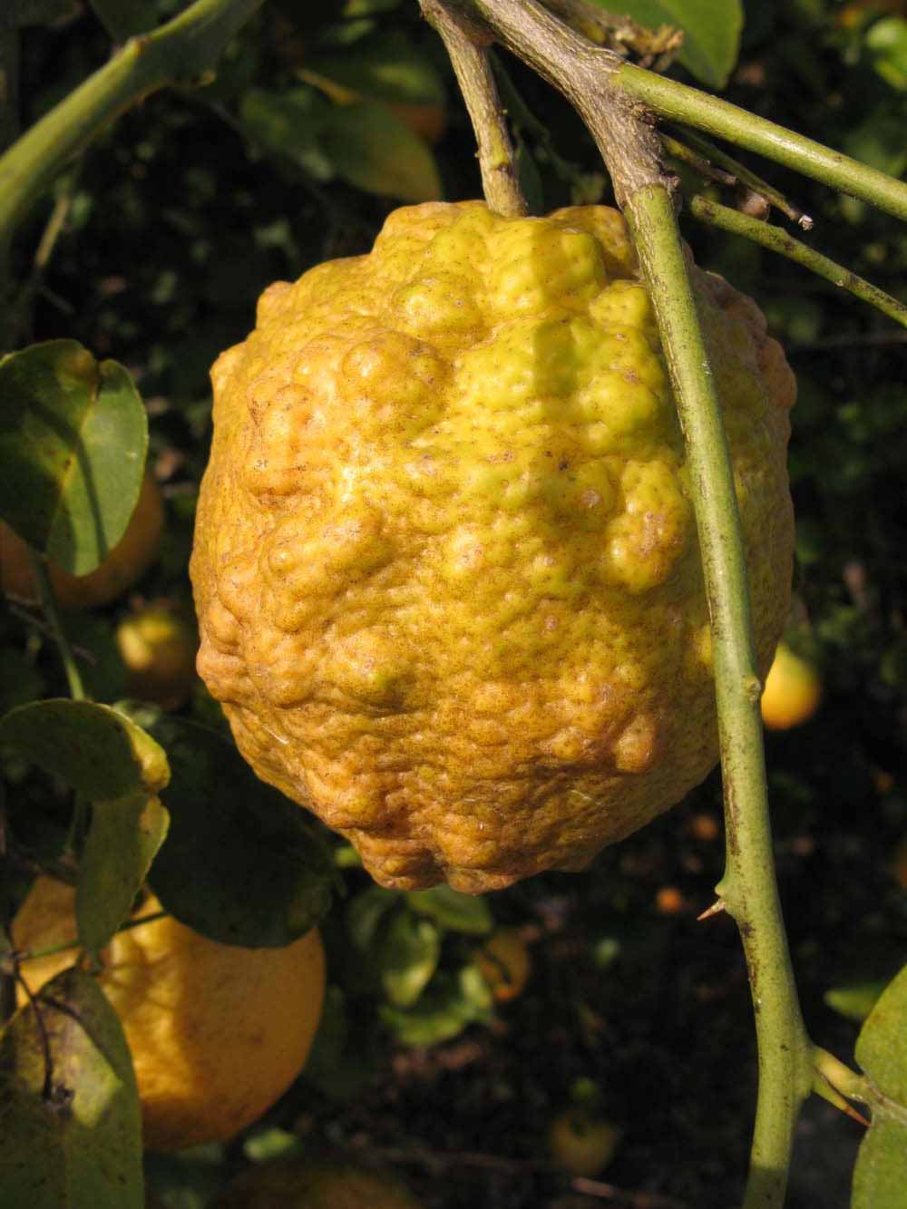            Fruit (Vangasay, Winter Haven, FL)   